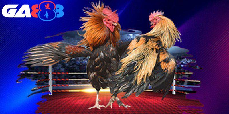 GA888 khuyến mãi nạp & cược đá gà Thomo nhận 8.88% thưởng mỗi ngày