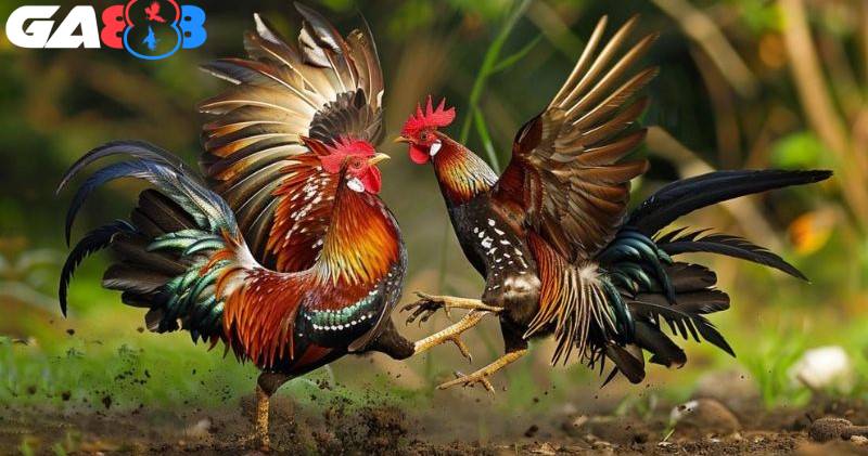 Muốn cược đá gà vòng knock-out, bạn phải nắm chắc luật tính thắng thua